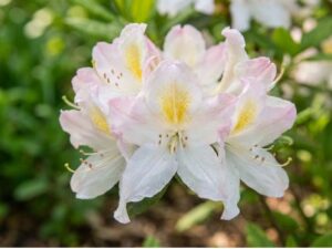 Rododendron ‘Porzellan’ P15 15cm