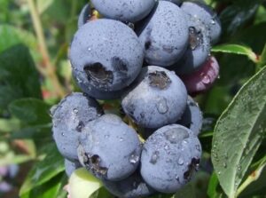 Kännasmustikas ‘Goldtraube’ P17