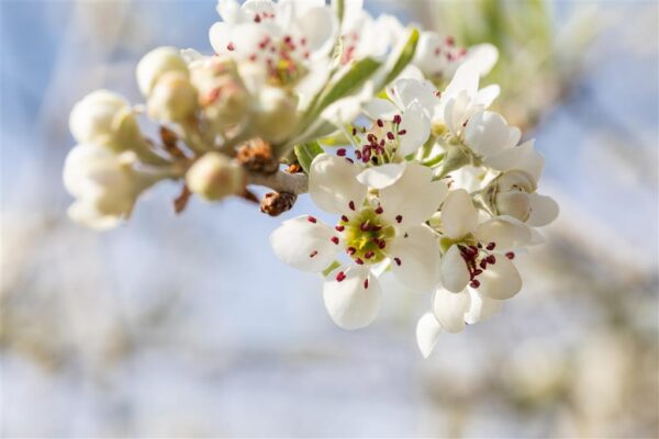 Pajulehine pirnipuu 'Pendula' P28 tüvel 120cm