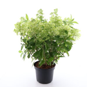 Aedhortensia ‘Panflora’ P28 50-60cm