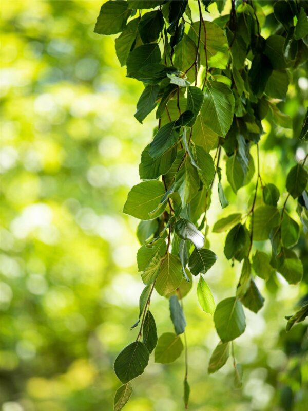Harilik pöök 'Pendula' P17 40-60cm