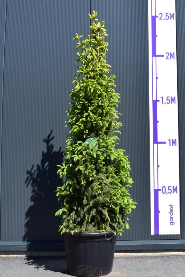 Harilik kuusk 'Cupressina' P48 150-175cm