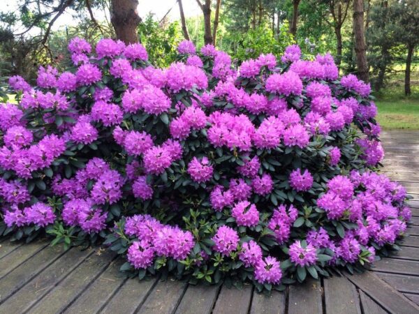 Rododendron 'English Roseum' P23 30-40cm