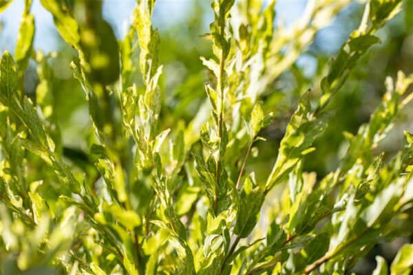 Terveservaline paju 'Hakuro Nishiki' P21 80cm tüvel