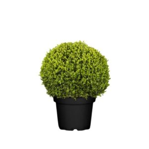 Väikeselehine pukspuu ‘Faulkner’ P38