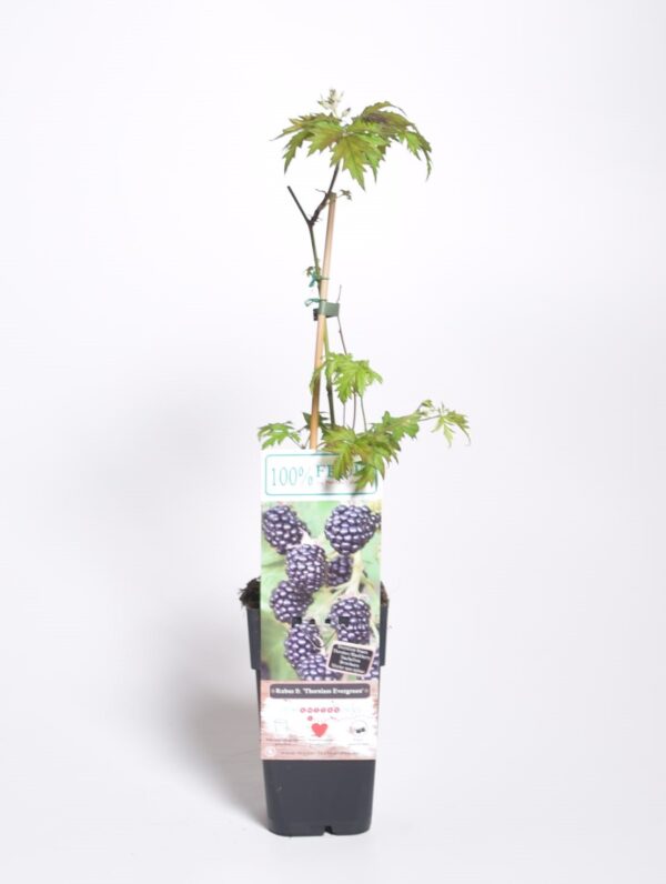 Pampel 'Thornless Evergreen' P17