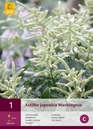 Astilbe ‘Washington’ 1tk
