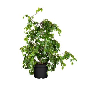 Harilik pöök ‘Pendula’ P17 40-60cm