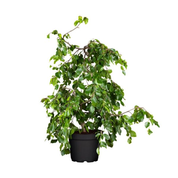 Harilik pöök 'Pendula' P17 40-60cm