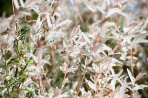 Terveservaline paju ‘Hakuro Nishiki’ P21 80cm tüvel