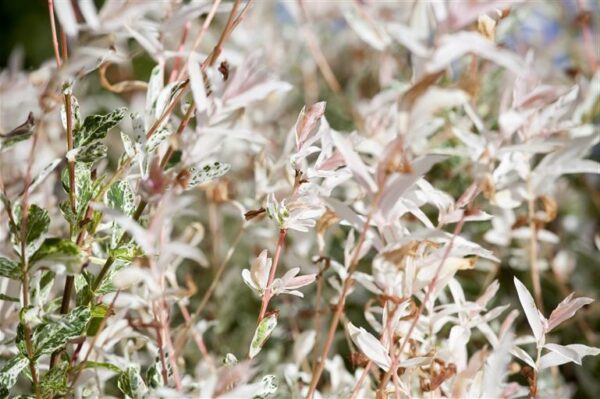 Terveservaline paju 'Hakuro Nishiki' P21 80cm tüvel