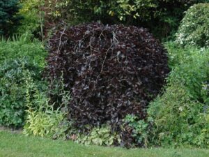 Harilik pöök ‘Purpurea Pendula’ P17 40-60cm