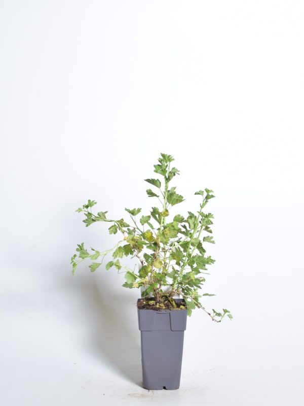 Aed-karusmari 'Hinnonmäki Grön' P23