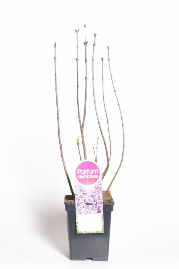 Harilik sirel 'Sensation'  P23 50-70cm