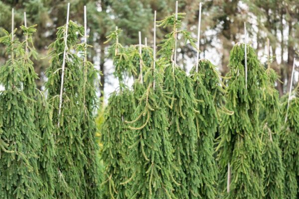 Serbia kuusk 'Pendula' P48 180-200cm