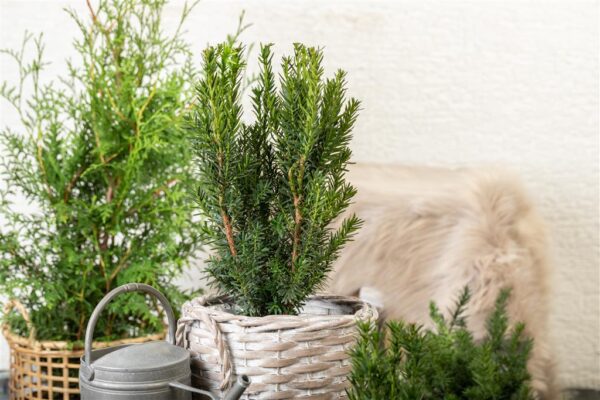 Värd-jugapuu 'Hillii' P15 30-40cm