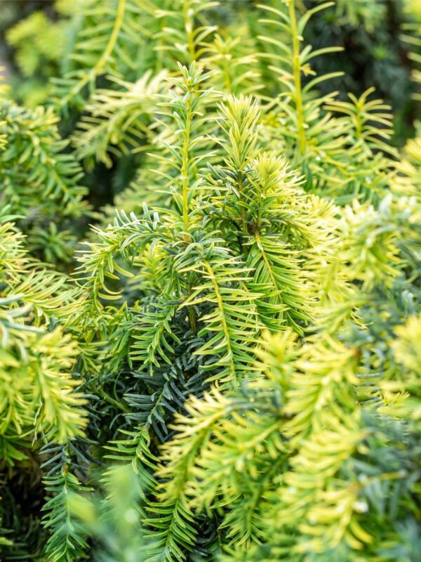 Harilik jugapuu 'Dovastonii Aurea' P50 120-140cm XXL