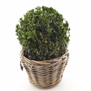 Harilik pukspuu P19 20cm kera