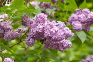 Ruaani sirel ‘Saugeana’ P17 25-30cm