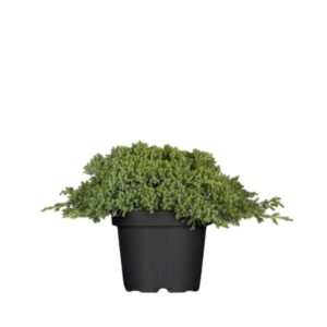 Laiuv kadakas ‘Nana’ P30 50-60cm