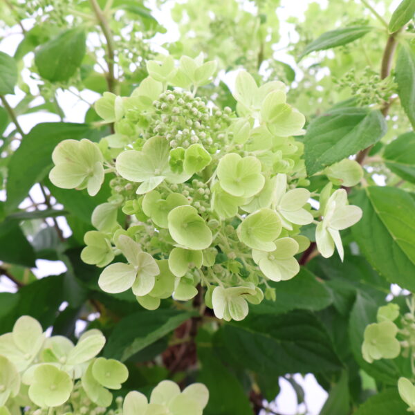 Aedhortensia 'Panflora' P18