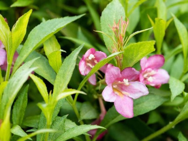 Veigela 'Picobella Rosa' P19