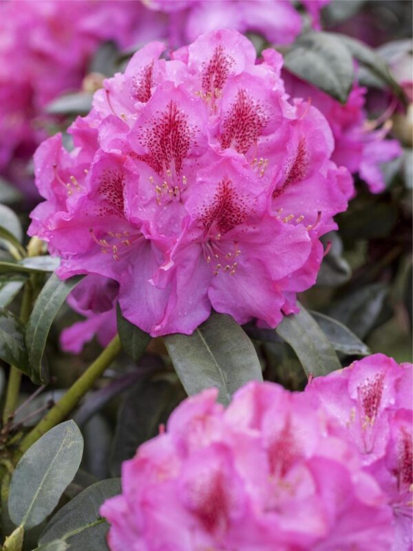 Rododendron Inkarho® 'Constanze' P23 30-40cm
