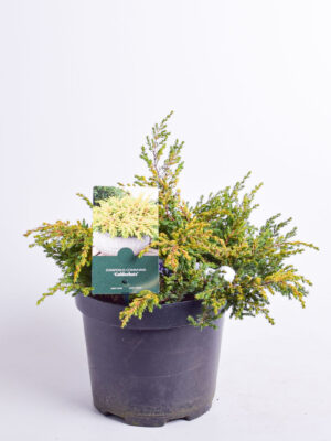 Harilik kadakas ‘Goldschatz’ P17 10cm