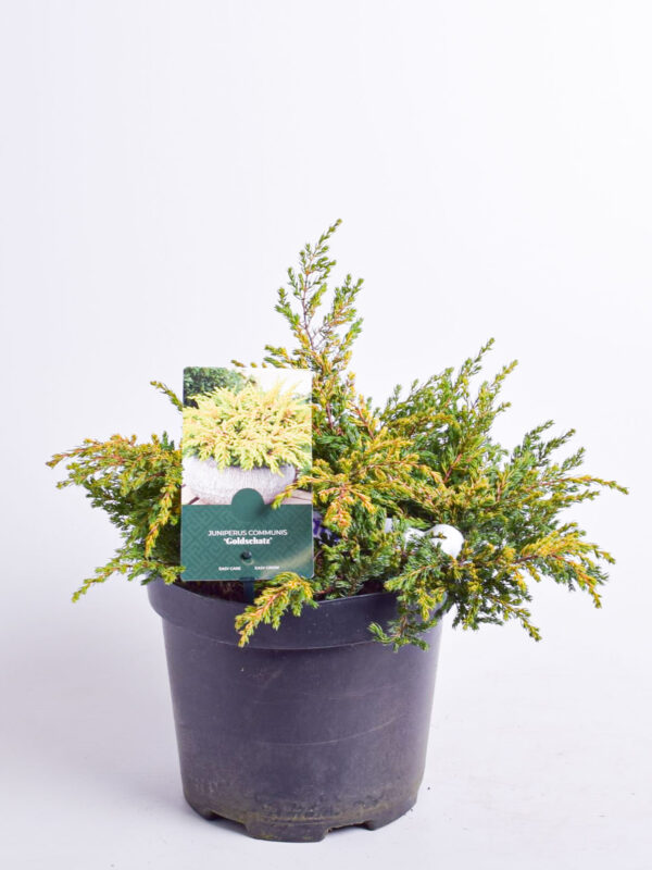 Harilik kadakas 'Goldschatz' P17 10cm