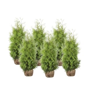 Harilik elupuu ‘Brabant’ 160-180cm mullapalliga 10tk/kmpl