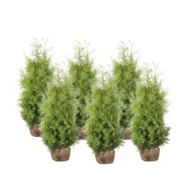 Harilik elupuu 'Brabant' 160-180cm mullapalliga 10tk/kmpl