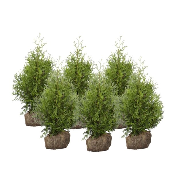 Harilik elupuu 'Brabant' 120-140cm mullapalliga 35tk/kmpl