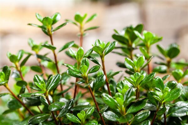 Rododendron 'Anouk' P17