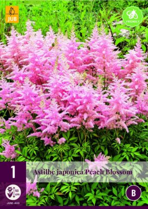 Jaapani astilbe ‘Peach Blossom’ 1tk