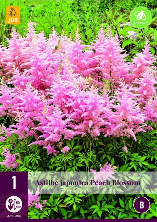 Jaapani astilbe 'Peach Blossom' 1tk