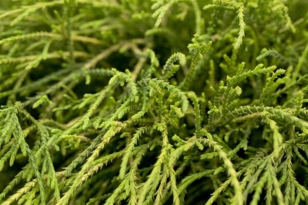 Mägi-ebaküpress 'Filifera Nana' P17 25cm