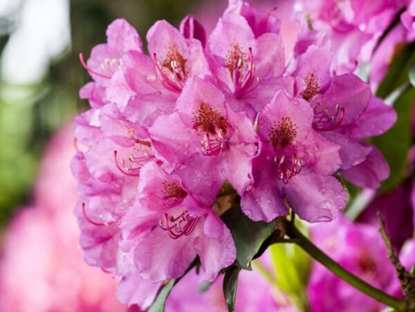 Rododendron Inkarho® 'Constanze' P23 30-40cm