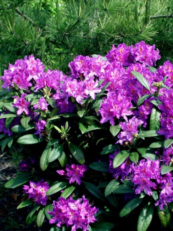 Rododendron 'Libretto' P32