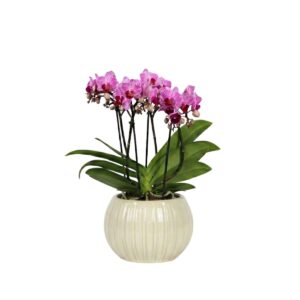 Kuuking ‘Boquetto Delight’ P12 3 õievart