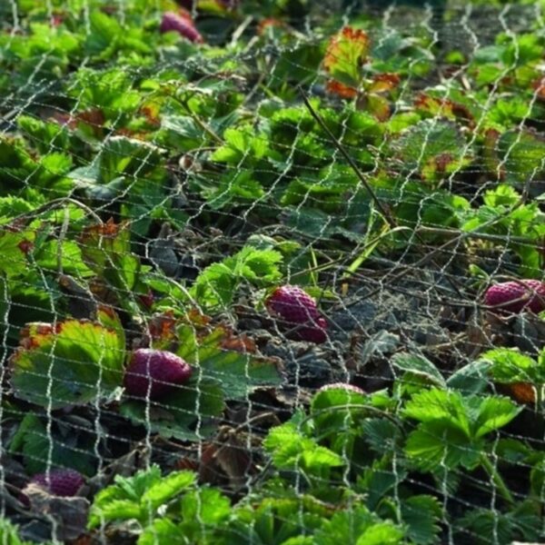 Linnuvõrk Nature Primo must 5x5m