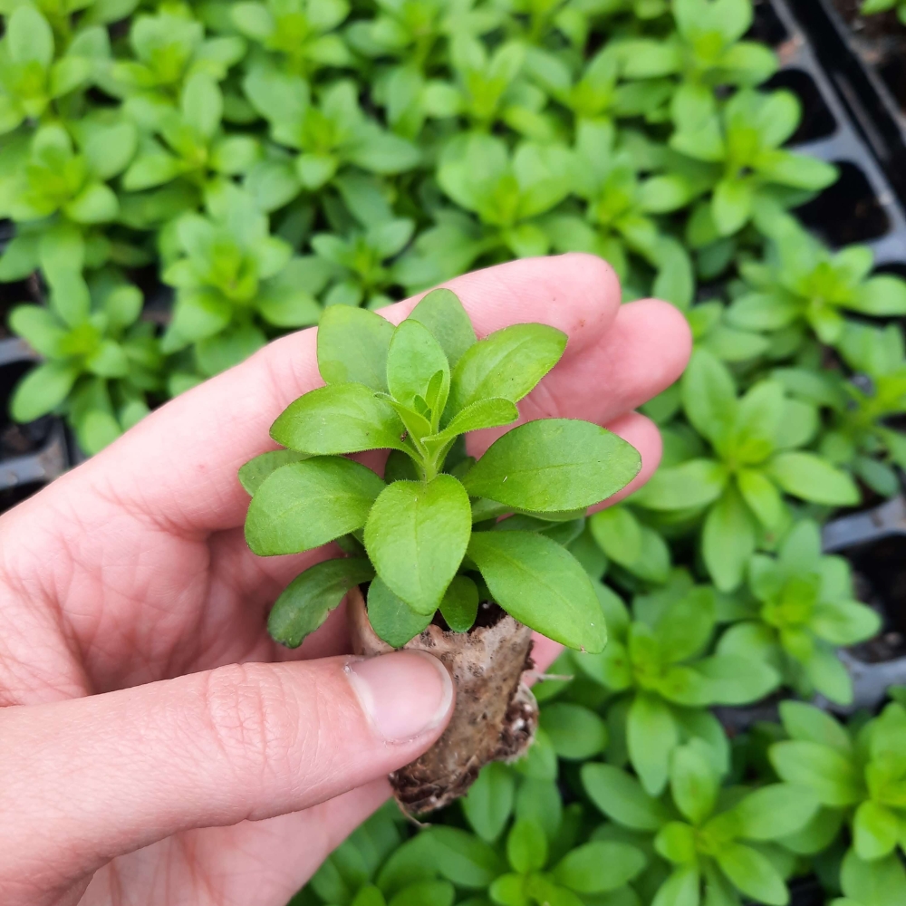 Untitled design (10)