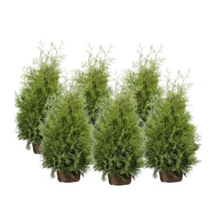 Harilik elupuu ‘Brabant’ 140-160cm mullapalliga 25tk/kmpl