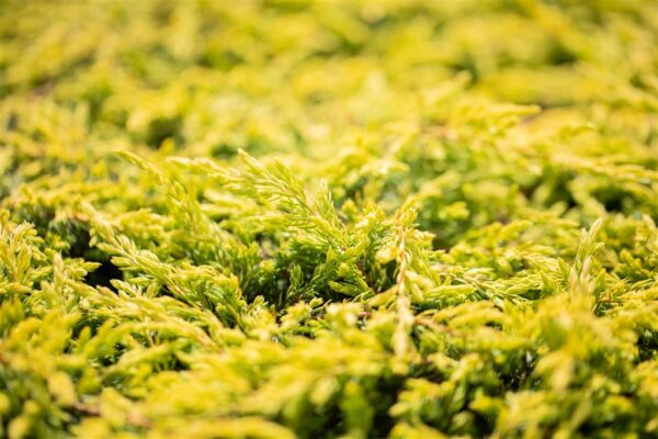 Harilik kadakas 'Goldschatz' P17 10cm