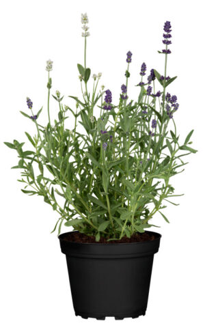 Vahelmine lavendel ‘Phenomenal’ P19