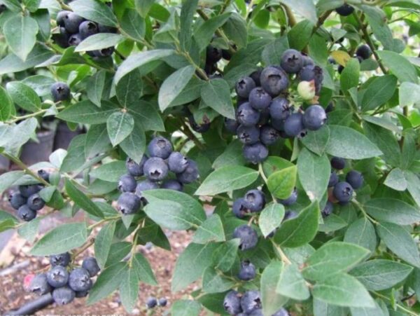 Mustikas 'Aino' P23 40-50cm