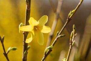 Värdforsüütia ‘Weekend’ P30 115cm