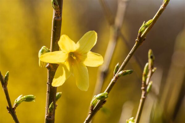 Värdforsüütia 'Weekend' P30 115cm