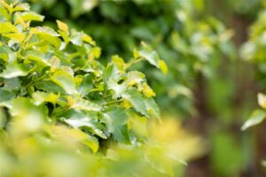 Arukask ‘Magical Globe’ P30 120cm tüvel