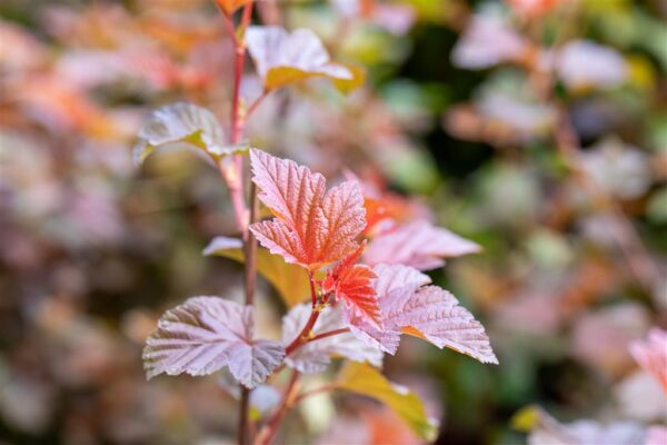 Lodjap-põisenelas 'Lady in Red' P23 90cm tüvel
