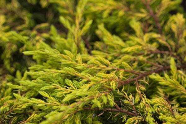 Harilik kadakas 'Goldschatz' P17 10cm